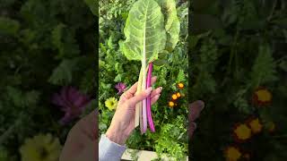 سلق ملون swiss chard #garden #gardening #حصاد #harvest #زراعة
