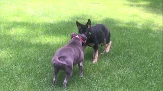 Playful German Shepard puppy meets pitbull