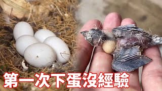 Pearl birds have no experience in laying eggs for the first time.