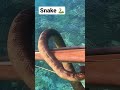 ウミヘビに絡まれた