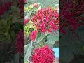 Bollywood Old Song Oldmusic Sadabahaarnagme Hindisong 