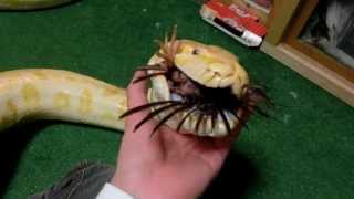 ビルマニシキヘビ アルビノ Youtube