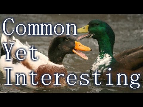 Video: Mallard comun: descriere, specie, habitat, nutriție, greutate medie, reproducere, perioada de viață
