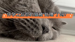 孕期vlog，怀孕之后你的猫是否还在身边？