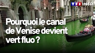 Pourquoi le canal de Venise devient vert fluo ?