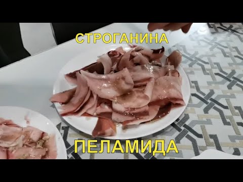 Строганина из Пеламиды. Реакция на строганину, пробуем в первый раз. Мастер-класс по строганине