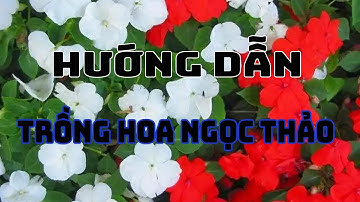 Cách trồng ngọc thảo trong chậu đẹp mà dễ