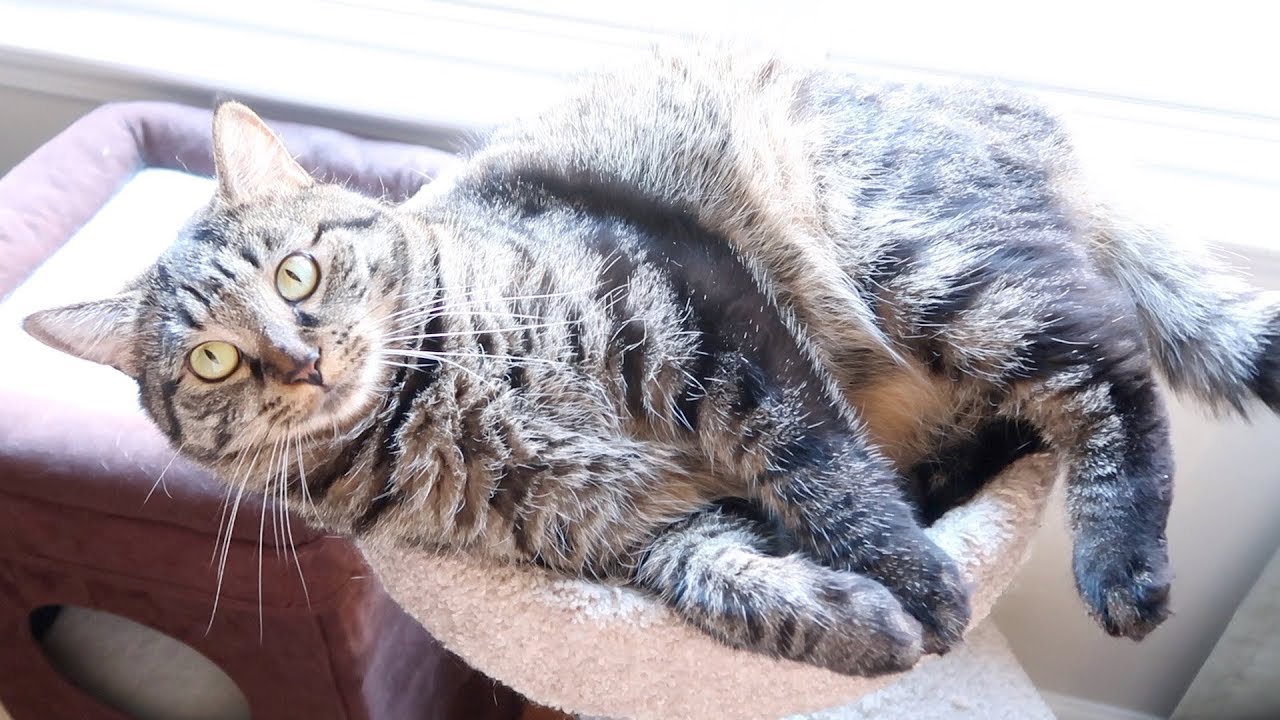 Wegmans Nature Cat Food Review