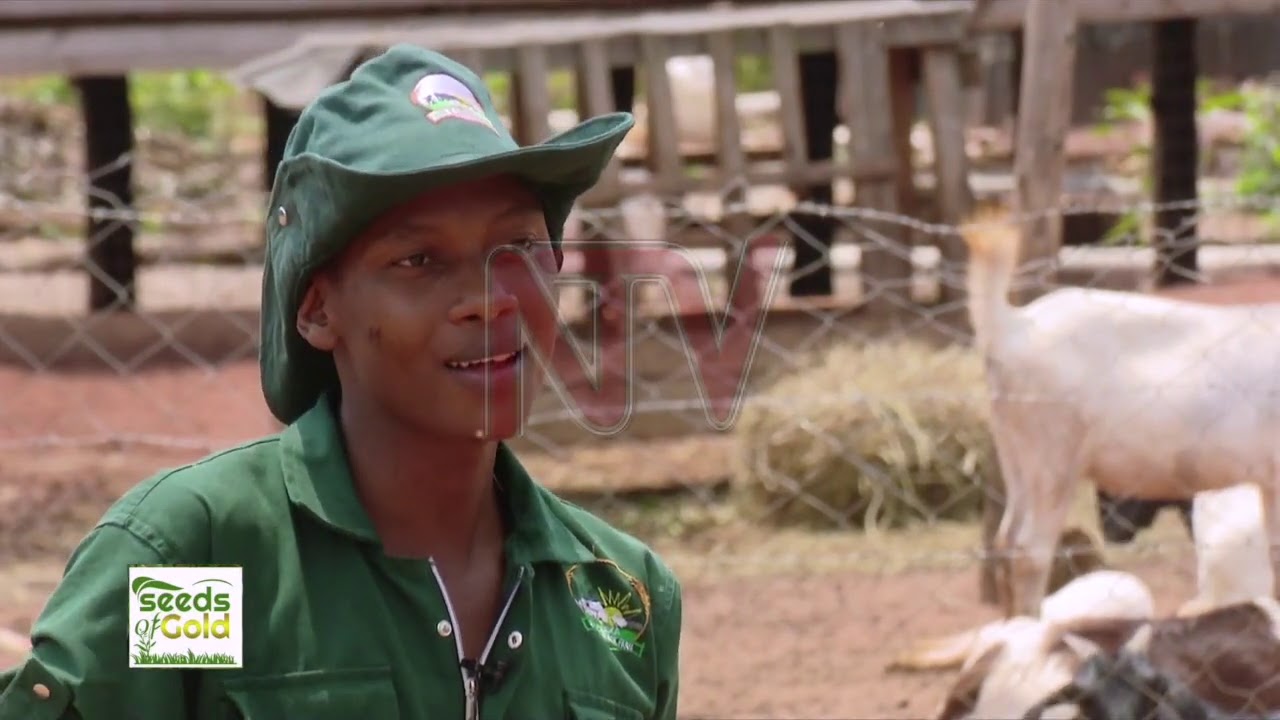 SEEDS OF GOLD: Boer goat, the king of meat