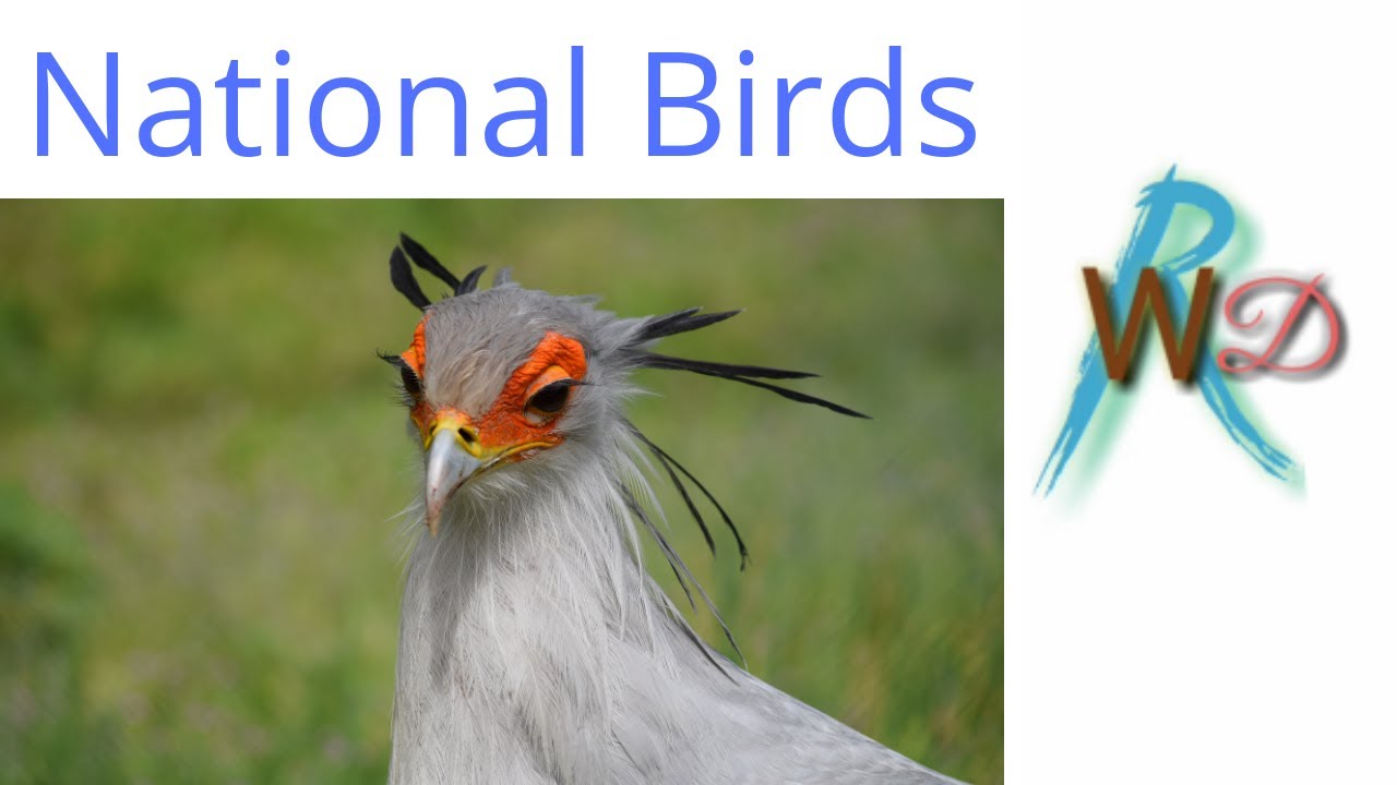 Birds 1 часть. What Bird is the National Bird of the uk?. The National Bird of the uk is. National Bird of au.