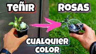 N°1 TRUCO CASERO para volver tus ROSAS AZULES o NEGRAS! Teñir FLORES Fácil | Plantas y jardín