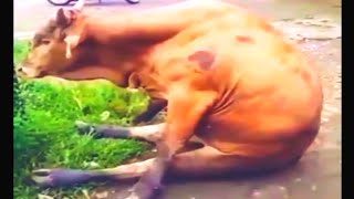 Story wa idul adha 2020