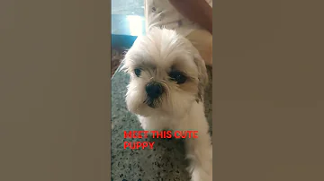 MEET THIS CUTE PUPPY 13 YEARS OLD 