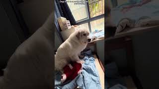 Dogs that cooperate with their owners in performin #dog #dogshorts #doglove