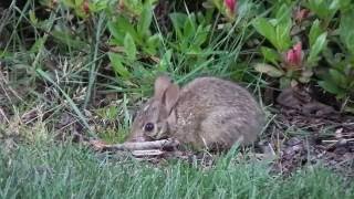 wild baby bunnies in back yard =ω=