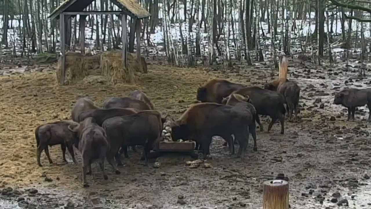 Po dostawie karmy , przy korycie stadko żubrów 24.02.2026 r