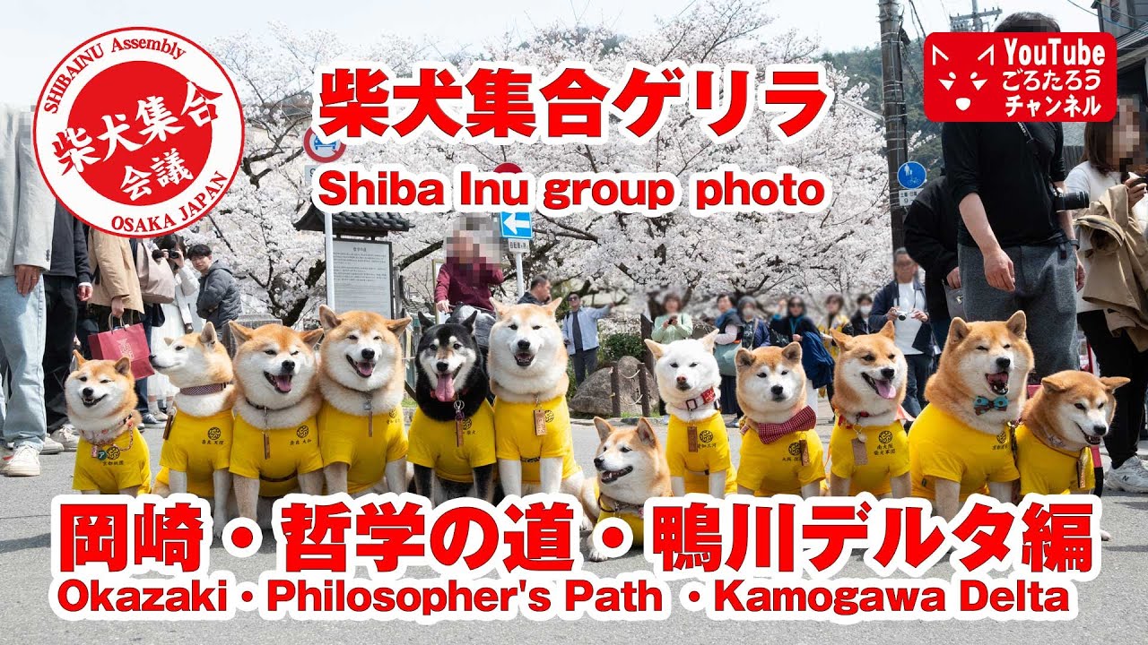 京都朝活柴犬ゲリラ後編 岡崎 哲学の道 鴨川デルタ