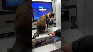 Cat on ATM Machine Discourages Money Withdrawal