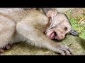 Baby Monkey Became A King Of Crying Let See ST681Mono Monkey