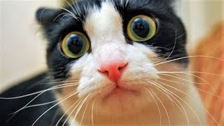 Funny cats and dogs😆 Funny animal videos - Funny animals 286 by Happy Dog 382,737 views 11 months ago 11 minutes, 3 seconds