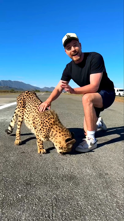 Is cheetah the fastest animal in the world? #shorts #cheetah #wildlife