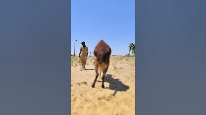 Donkey tharparkar desert thar donkey #animals #animalshorts #wildlife #desert #donkey thumbnail