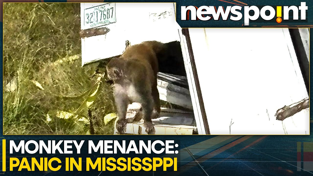 ⁣Mississippi: Panic! Dangerous Monkeys On The Loose In Mississippi | WION NEEWSPOINT