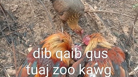 poj qaib tsauj zoo dib tuaj zoo kawg #1