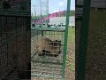 ハクビシン捕獲！