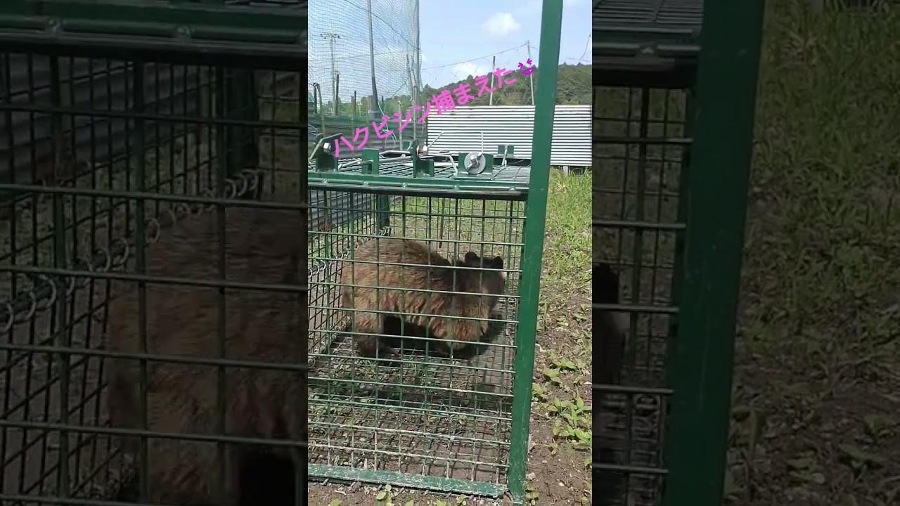 ハクビシン捕獲！