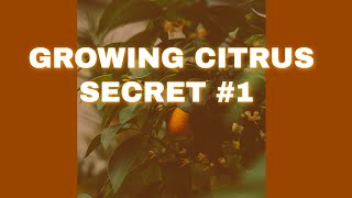 GROWING CITRUS SECRET #1 #GROWINGCITRUSTHEHIDDENSECRETS