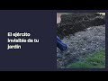 "Tierra de Diatomeas: El insecticida definitivo (y 100% natural)"