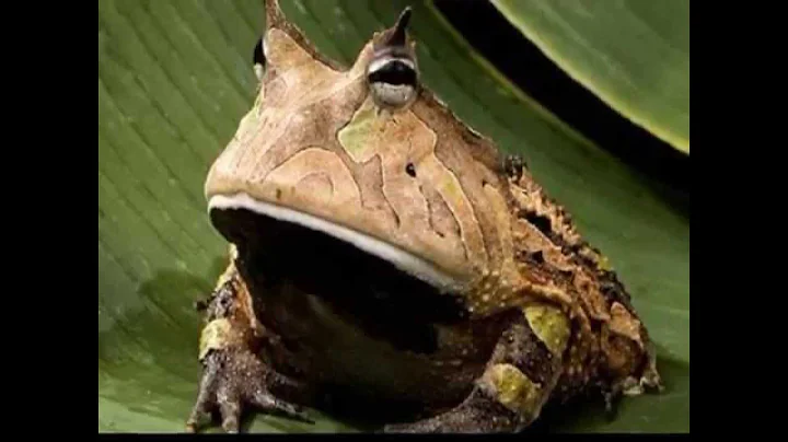 Rosetta Crawford - Im Tired of Fattening Frogs for...