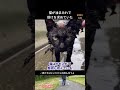 猫が油まみれで助けを求めていた #保護猫