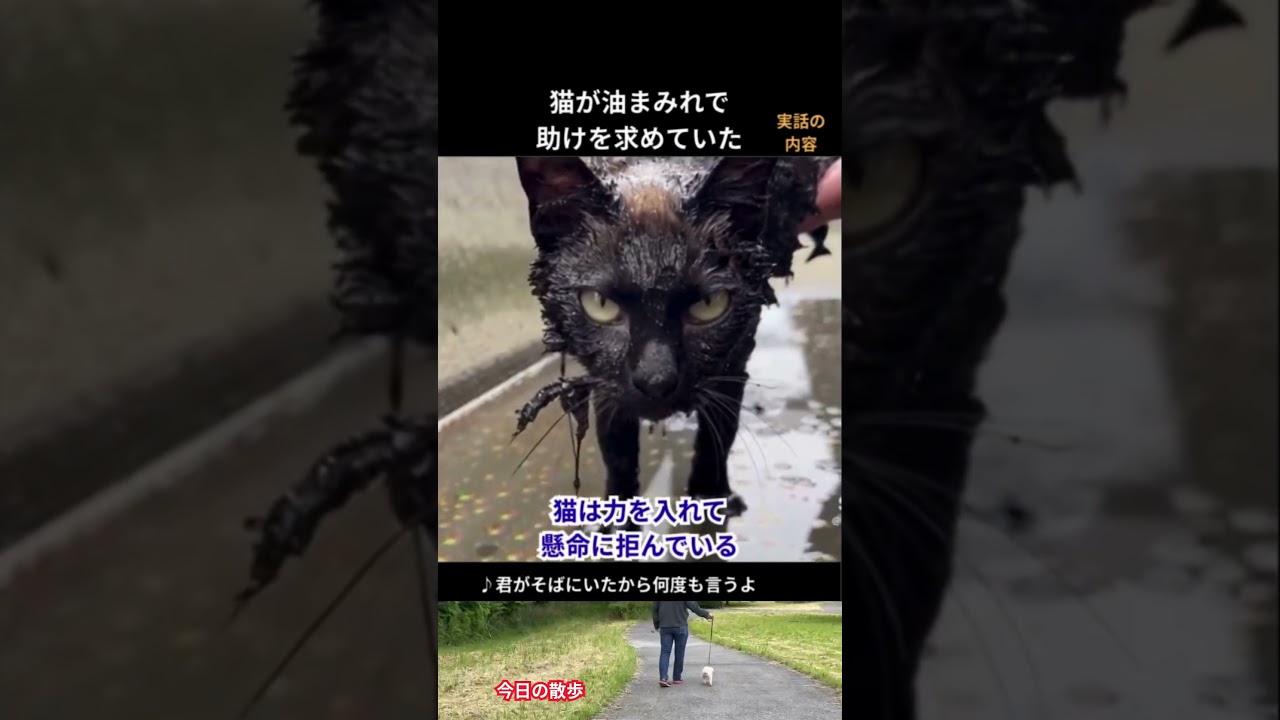 猫が油まみれで助けを求めていた #保護猫