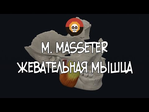 Жевательная мышца (m. masseter) 3D Анатомия