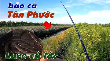 Câu Lure Cá Lóc ✅ Lure Cá Lóc Dạo Tân Phước Mùa Gió Bất Bằng Nhái Hơi F35 | Tâm Râu Vlog #283