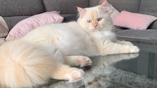 Get to know Alba from Pearl's Ragdolls