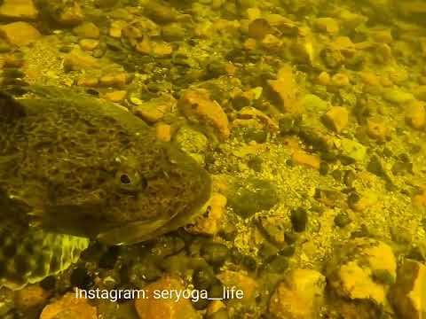 Магадан . подводный мир Охотского моря