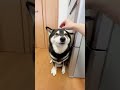 お肉を待つ柴犬は、待ちくたびれて、ついに牙をむく！！