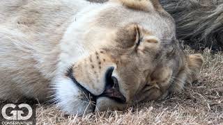 Never wake a sleeping lioness