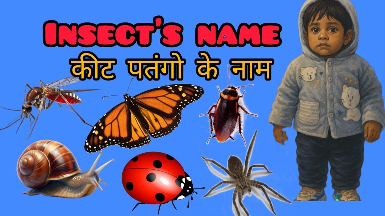Insects Name |Vedanth ki Paathshaala | #insects #insect #trending #viral #forkids #forbaby #kids 