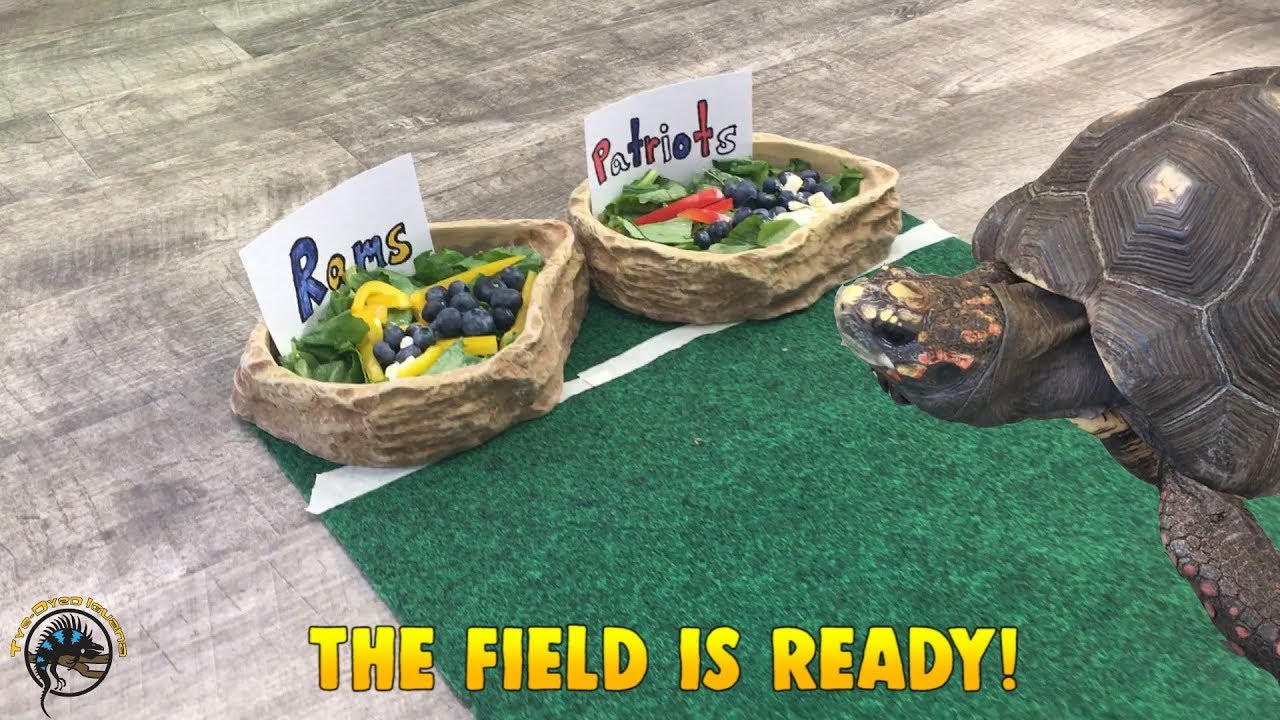 Bill the Tortoise Predicts the SUPER BOWL WINNER!