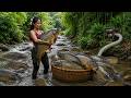 Harvest Fish Technique: Unbelievable Fishing Giant Carp Discovery in a Tiny Shallow Creek