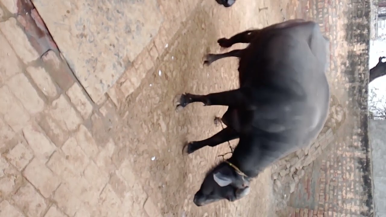 भाईयों रोटी भी वैल्डिंग सी हो रही है 