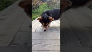 Элли Коронелли и ящерка