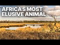 Africa S Most Elusive Animal DOCUMENTARY Africa S Most Elusive Animal DOCUMENTARY
