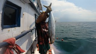 Kawanan ikan tenggiri mulai berdatangan || king fish