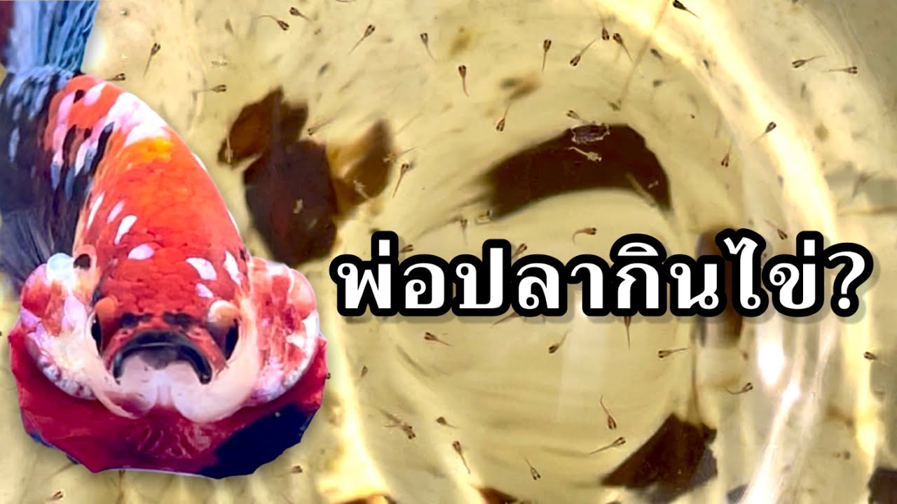 1 ในวิธีแก้ปัญหาพ่อปลากินไข่ #betta #ปลากัด #bettafish #ปลา