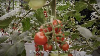 Tencent Tech For Good Now We Use Ai To Grow Tomato